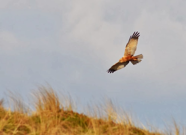 Comentarii opinii despre Vadehavscentret