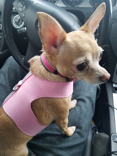 Pet Supply Store «PetSmart», reviews and photos, 1183 Berkshire Blvd, Wyomissing, PA 19610, USA