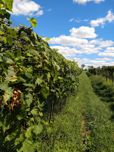 Winery «Loew Vineyards», reviews and photos, 14001 Liberty Rd, Mt Airy, MD 21771, USA