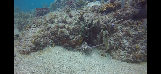 Dive Shop «Sea Experience Glassbottom Snorkel and Dive Tours», reviews and photos, 801 Seabreeze Blvd, Fort Lauderdale, FL 33316, USA