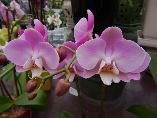 Garden Center «Merrifield Garden Center», reviews and photos, 12101 Lee Hwy, Fairfax, VA 22030, USA