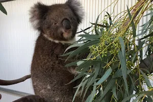Adelaide Koala & Wildlife Centre image