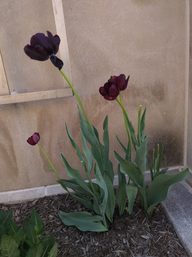 State Park «White River State Park», reviews and photos, 801 W Washington St, Indianapolis, IN 46204, USA