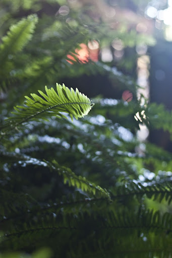 Day Spa «Tea House Spa», reviews and photos, 112 Elm St, Santa Cruz, CA 95060, USA