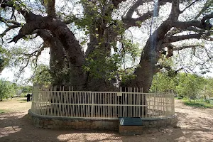 Hatiyan Jhad Baobab Tree image