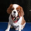 Groomed 2 pawfection Grimsby