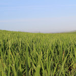 Photo n°16 de l'avis de Francesco.a fait le 28/06/2017 à 18:54 sur le  Agriturismo Bonello à Pienza