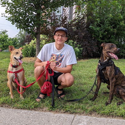 Urban Trotters | Grand Rapids Professional Dog Care