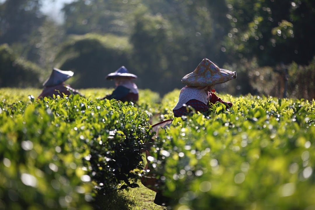 Hugosum和菓森林-紅茶觀光茶廠DIY課程茶葉販售下午茶