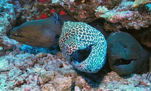 Dive Shop «Orbit Marine Sports Center Inc», reviews and photos, 3273 Fairfield Ave, Bridgeport, CT 06605, USA