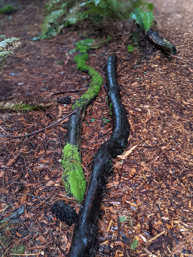 Nature Preserve «LandPaths Grove of Old Trees», reviews and photos, 17599 Fitzpatrick Ln, Occidental, CA 95465, USA