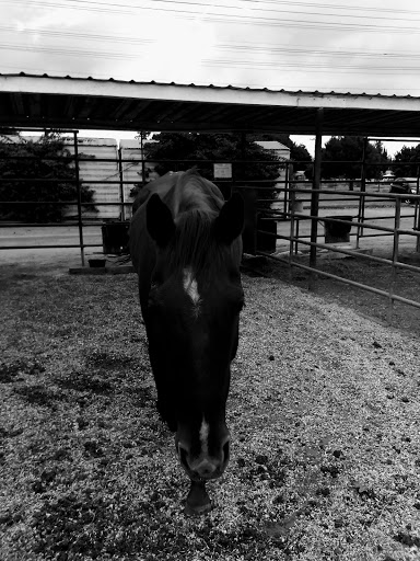 Pony Time at Lakewood Equestrian Center image