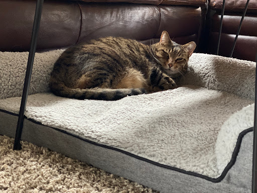 Pet Supply Store «Pet Supplies Plus», reviews and photos, 15060 Eureka Rd, Southgate, MI 48195, USA