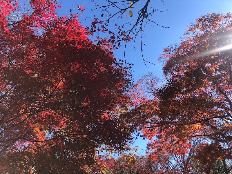 高尾山 四号路