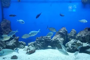Aquarium of Salento image