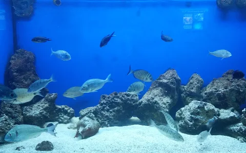 Aquarium of Salento image