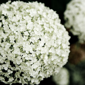 Bed & Breakfast «Showers Inn Bed & Breakfast», reviews and photos, 430 N Washington St, Bloomington, IN 47404, USA