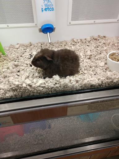 Pet Supply Store «Petco Animal Supplies», reviews and photos, 226 Thornton Drive, Dickson, TN 37055, USA