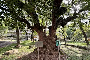 中興新村老茄苳樹 image