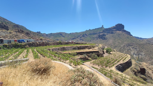 Bodas entre viñedos en Gran Canaria