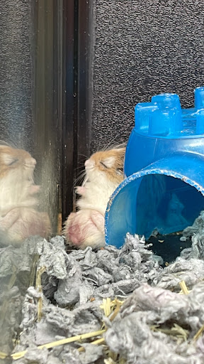 Pet Supply Store «PetSmart», reviews and photos, 1700 N Federal Hwy, Fort Lauderdale, FL 33305, USA