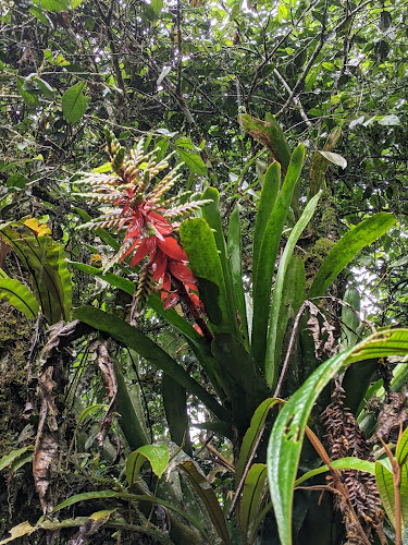 Comentarios y opiniones de Jardín Botánico "Las Orquídeas"