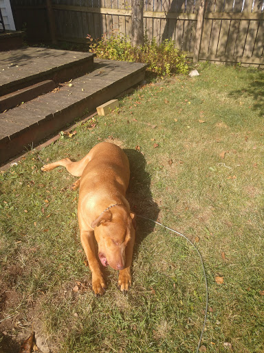 Pet Supply Store «Pet Supplies Plus», reviews and photos, 30450 Lakeshore Blvd, Willowick, OH 44095, USA