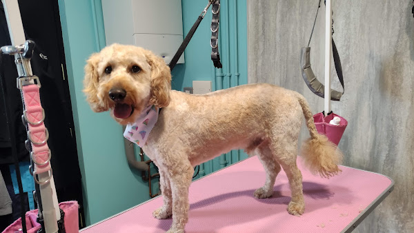 Bark 'n' Bathe Grooming & Training Salon