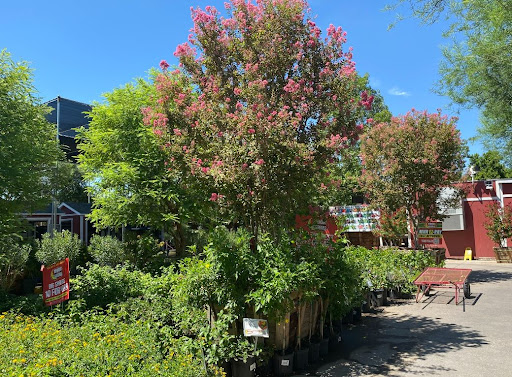 Garden Center «Moon Valley Nurseries West Valley / Avondale», reviews and photos, 11320 W Indian School Rd, Avondale, AZ 85323, USA