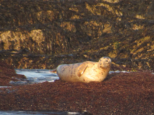 Tourist Attraction «Acadian Boat Tours», reviews and photos, 119 Eden St, Bar Harbor, ME 04609, USA