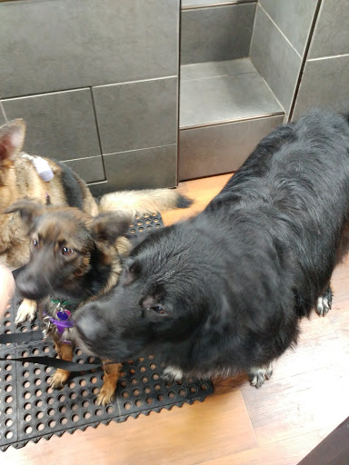 Pet Store «Pet Valu», reviews and photos, 1301 W Skippack Pike, Blue Bell, PA 19422, USA