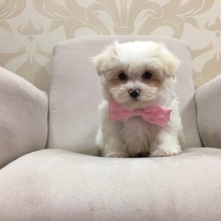 Pet Store «Furry Babies Inc», reviews and photos, 3340 Mall Loop Dr, Joliet, IL 60431, USA