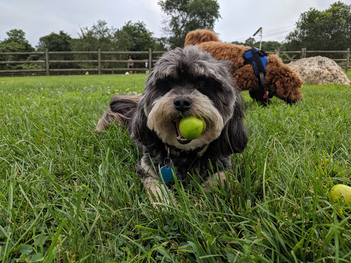 Dog Park «South Kingstown Dog Park», reviews and photos, 55 St Dominic Rd, South Kingstown, RI 02879, USA