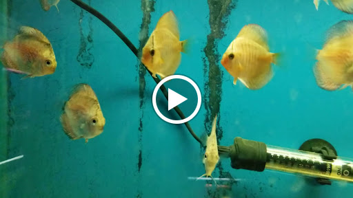 Gift Shop «Asia Gifts & Aquarium», reviews and photos, 763 S 38th St, Tacoma, WA 98418, USA