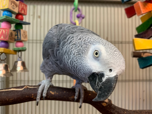 Bird Shop «Paterson Bird Store», reviews and photos, 13 Furler St # 1, Totowa, NJ 07512, USA