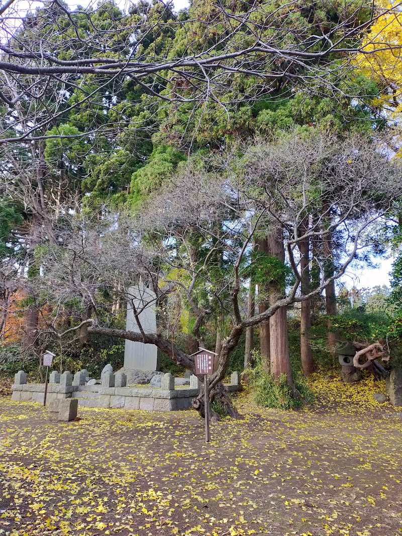 縁結びの樹