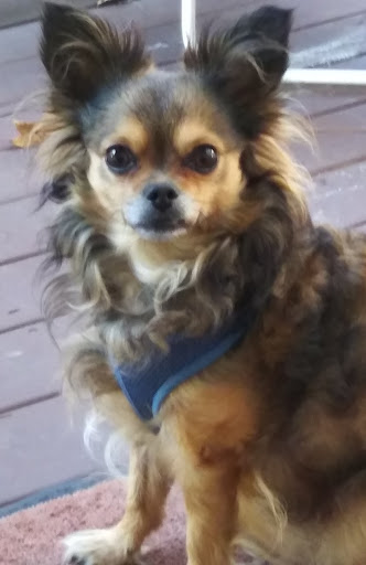 Howard Alisa DVM image