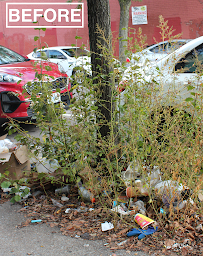Street Tree Landscaping - Photo 6 - Car repair in , New York