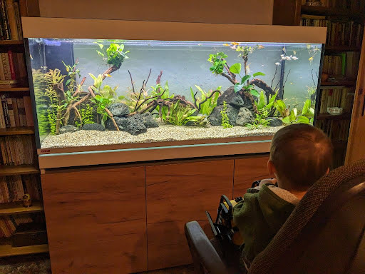 Zierfische unter Mannheim, 