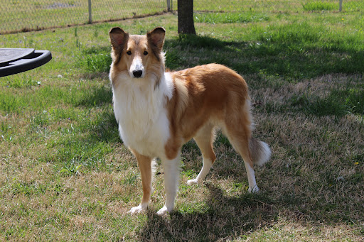 VCA Animal Care Hospital image