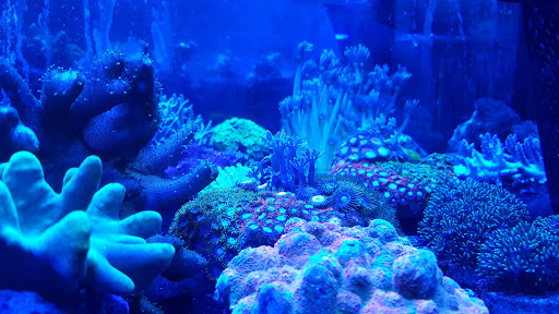 Tropical Fish Store «Stormborn Reef», reviews and photos, 2955 Enterprise Rd #108, DeBary, FL 32713, USA
