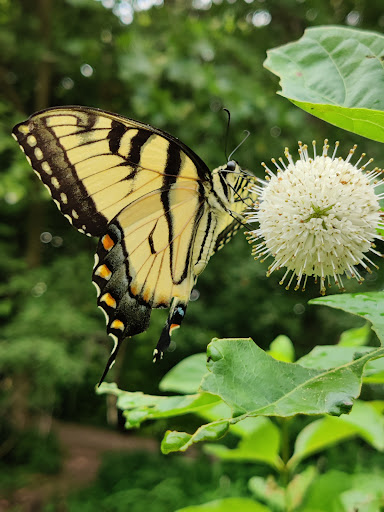 Nature Preserve «Flat Rock Brook Nature Center», reviews and photos, 443 Van Nostrand Ave, Englewood, NJ 07631, USA