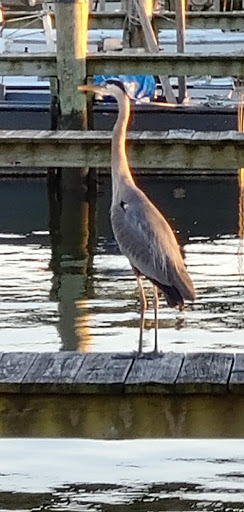 Tourist Attraction «Choptank River Lighthouse», reviews and photos, 100 High St, Cambridge, MD 21613, USA