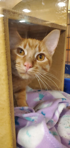 Pet Supply Store «PetSmart», reviews and photos, 6204 W Park Blvd, Plano, TX 75093, USA