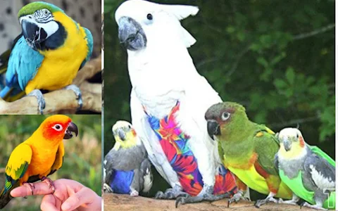 Surat Birds Lover - Exotic Birds Gujarat image