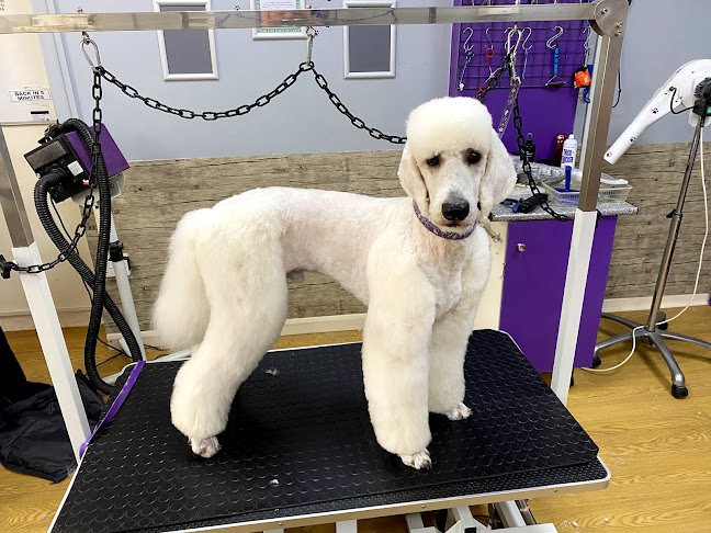 Reviews of Wag N Wash Dog Groomers in Norwich - Dog trainer