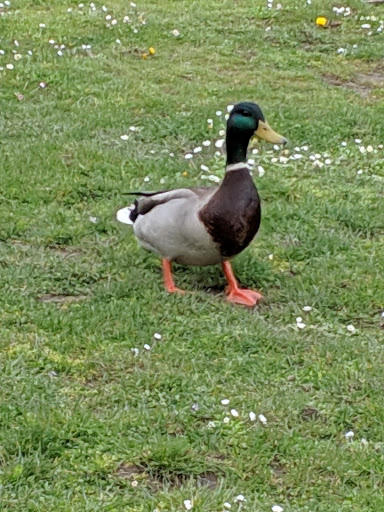 Park «Willard Wyatt Park», reviews and photos, 10508 Chapel Hill Rd, Lake Stevens, WA 98258, USA