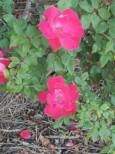 Park «Denny Dobbs Park», reviews and photos, 6244 GA-212, Covington, GA 30016, USA