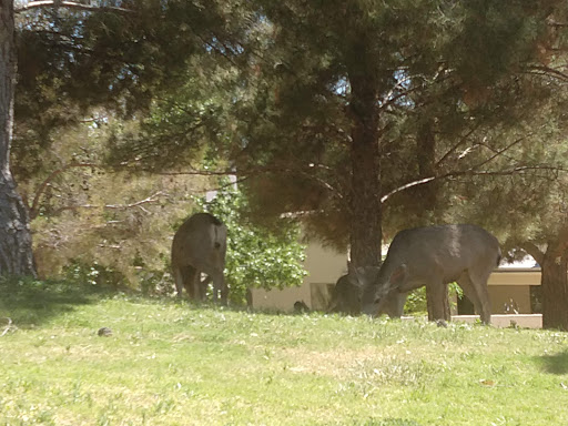 Country Club «Coronado Country Club», reviews and photos, 1044 Broadmoor Dr, El Paso, TX 79912, USA