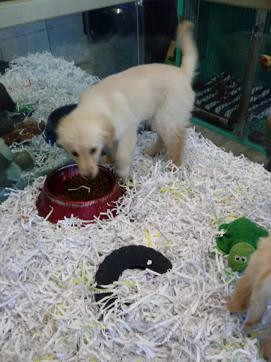 Pet Store «Animal House», reviews and photos, 7869 Hamilton Ave, Cincinnati, OH 45231, USA